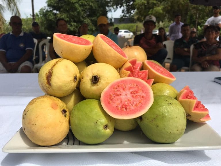 IF Baiano realizou Dia de Campo sobre Cultivo da Goiabeira em Ceraíma