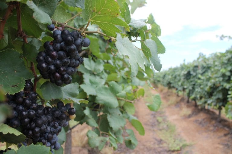 Vinho do Vale do São Francisco será destaque da TVE nesta quinta-feira (19)