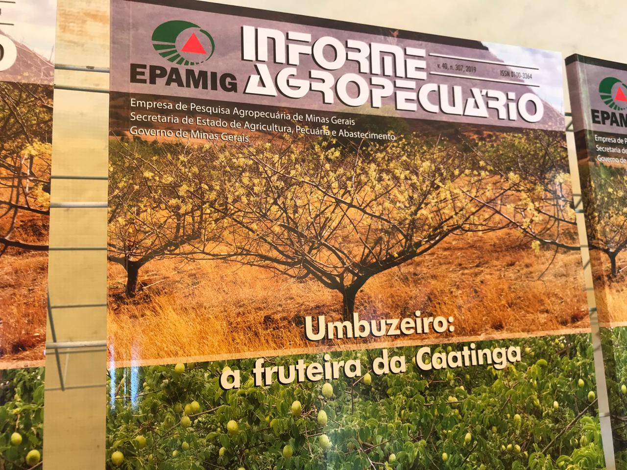 Informe lançado pela Epamig e IF Baiano ensina técnicas de cultivo de umbuzeiro