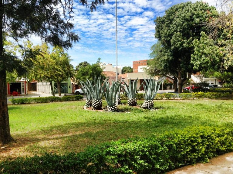 Moradores reclamam de remoção de plantas da Praça Manoel Novais, responsável explica motivo