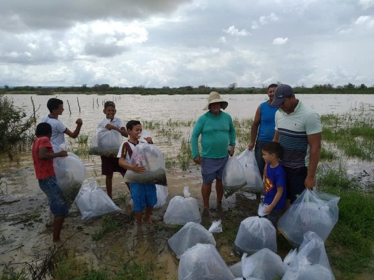 Após cheia, mais de 100 mil alevinos são lançados em lagoas do rio São Francisco