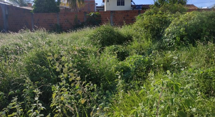 Moradores de Guanambi denunciam acúmulo de mato e lixo em lotes