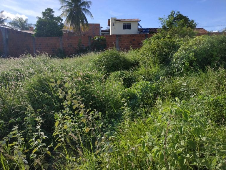 Moradores de Guanambi denunciam acúmulo de mato e lixo em lotes