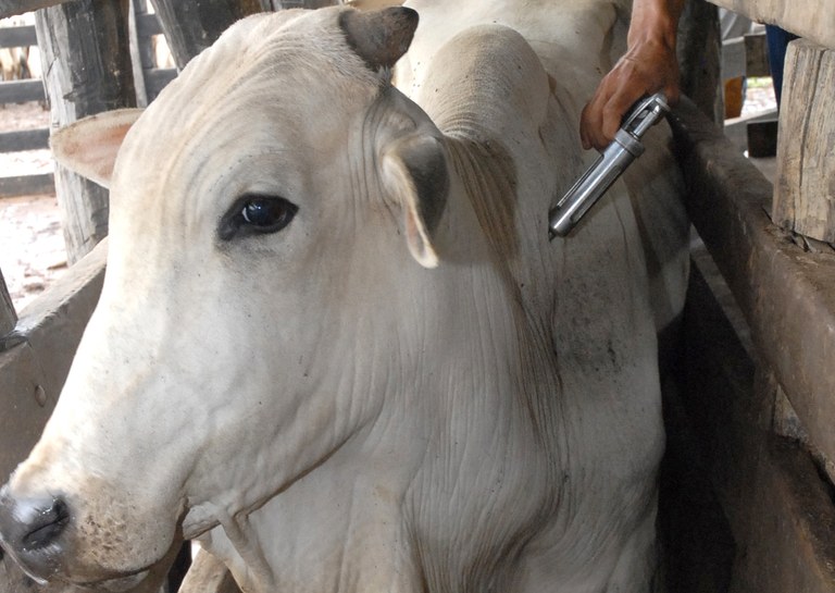 Bahia terá vacinação contra Febre Aftosa para bovinos e bubalinos em maio