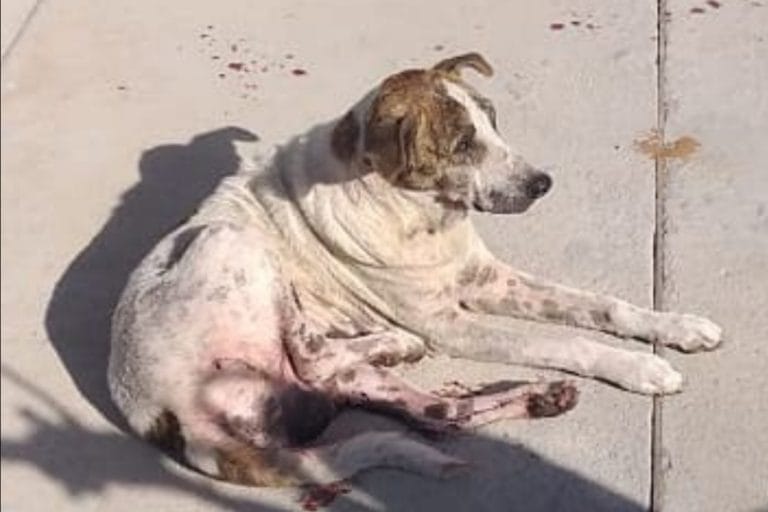Comerciante é suspeito de atirar contra cachorro em Guanambi