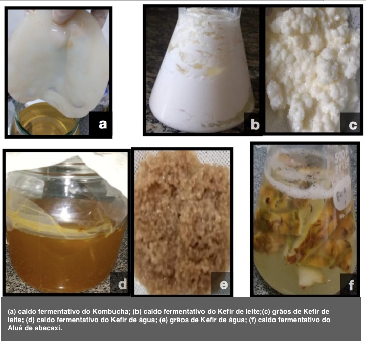 Estudante baiana produz bebida fermentada que auxilia na imunidade