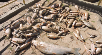 Rompimento de lagoa de dejetos de suinocultura polui afluente do rio Doce e mata peixes em Minas