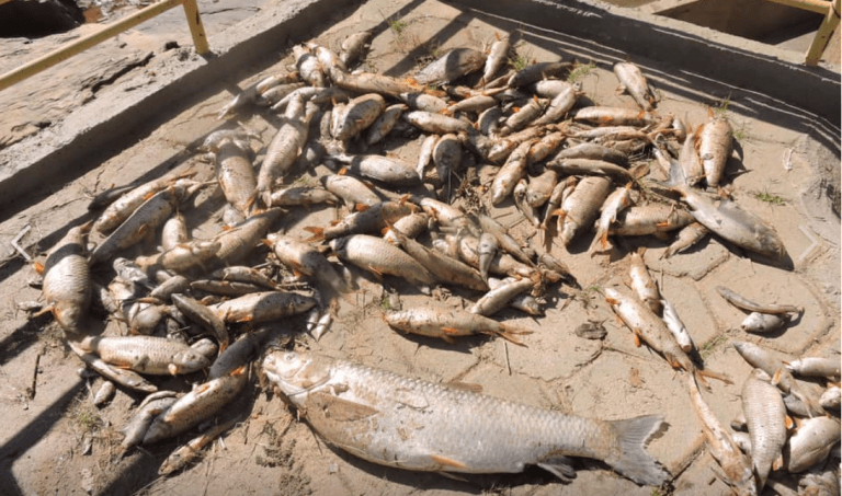 Rompimento de lagoa de dejetos de suinocultura polui afluente do rio Doce e mata peixes em Minas