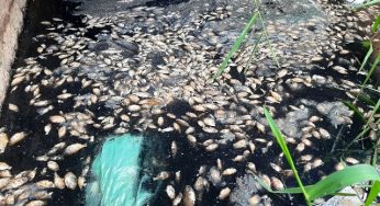 Esgoto pode ser motivo da morte de peixes no Riacho do Belém