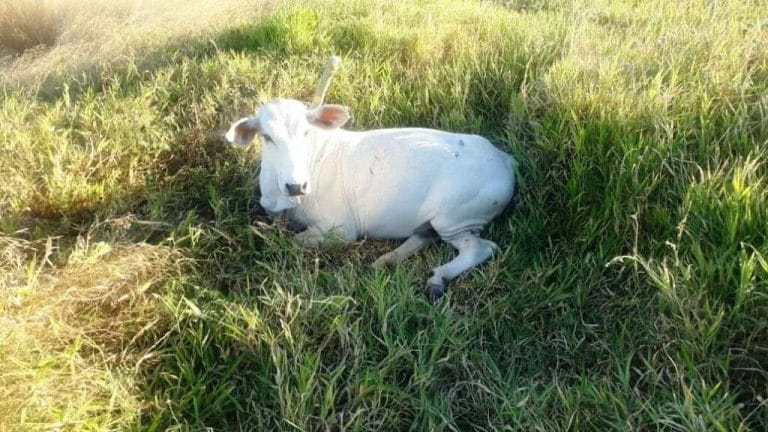 Homem fica ferido após colidir moto contra animal na BR-030 em Guanambi