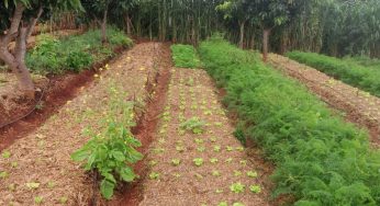 IF Baiano reabre inscrições para curso de Agricultor Orgânico em Guanambi