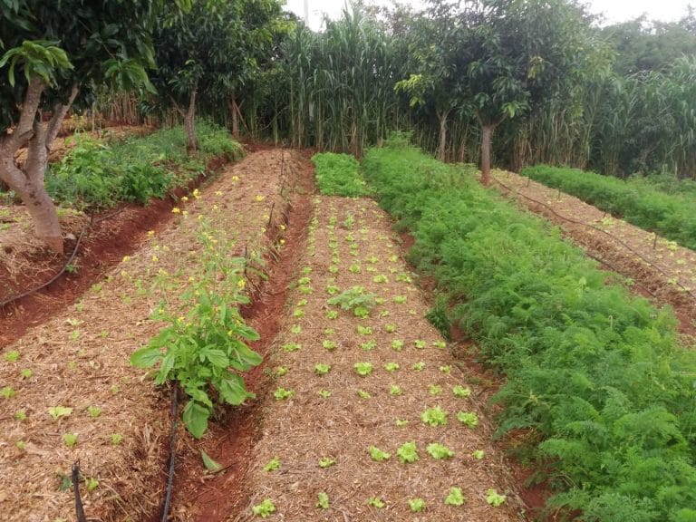 Foto mostra canteiros de uma produção de vegetais orgânicos