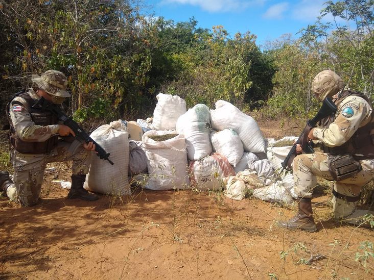 Polícia apreende meia tonelada de maconha no interior da Bahia