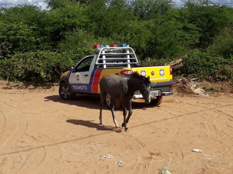 Superintendência de trânsito apreende animais no bairro Liberdade em Guanambi