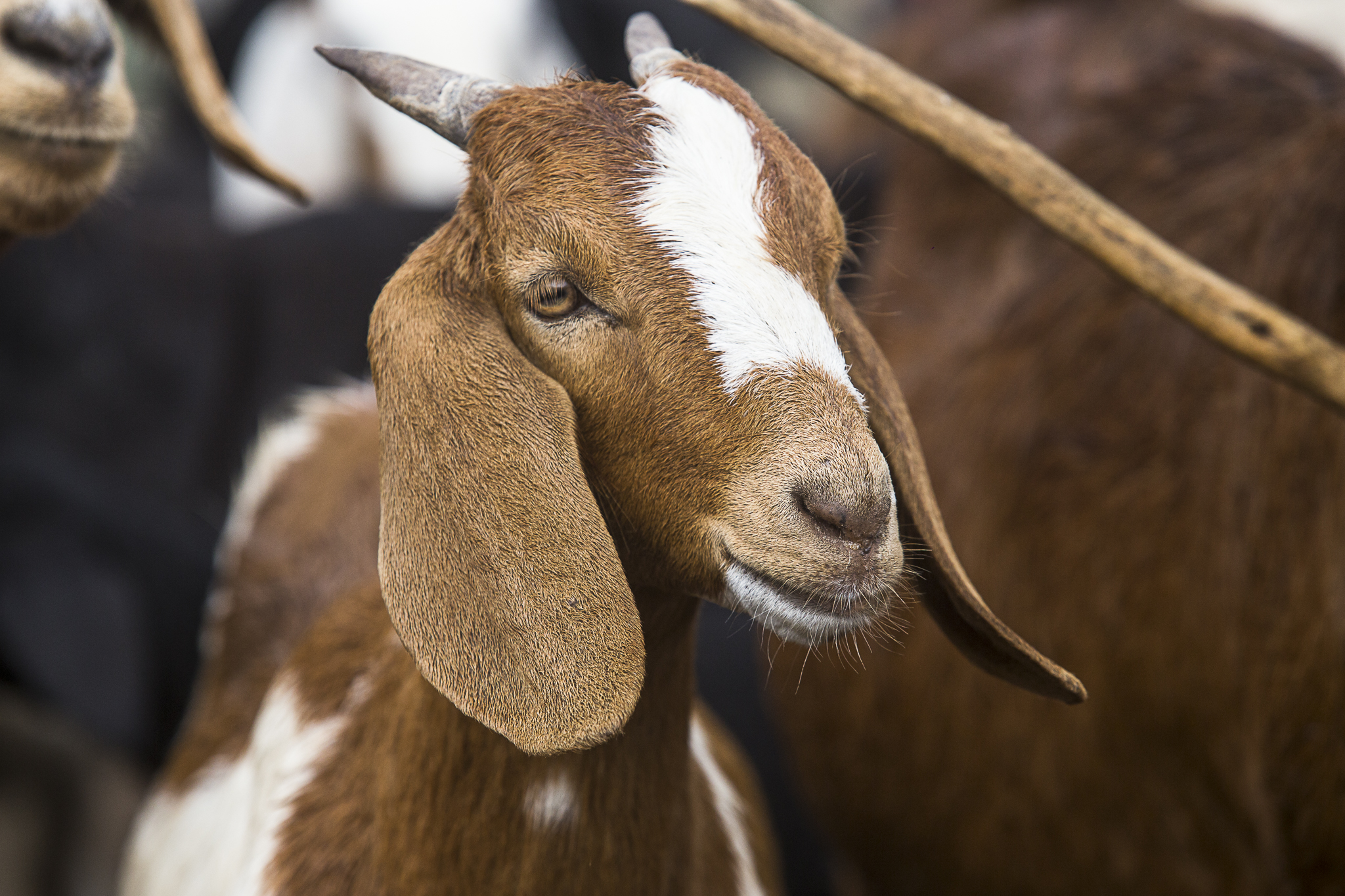 Cartilha apresenta cuidados básicos na criação de caprinos e ovinos