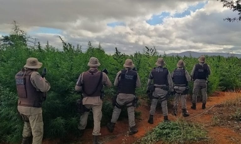 Polícia destrói plantação com 200 mil pés de maconha no norte da Bahia
