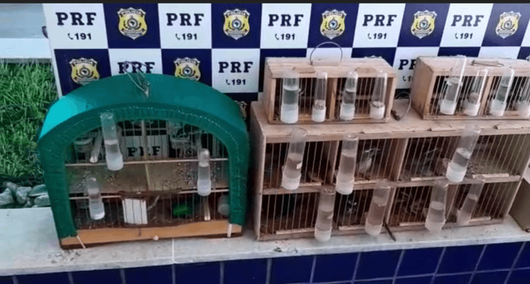 PRF resgata pássaros silvestres durante fiscalização na BR-116 em Vitória da Conquista