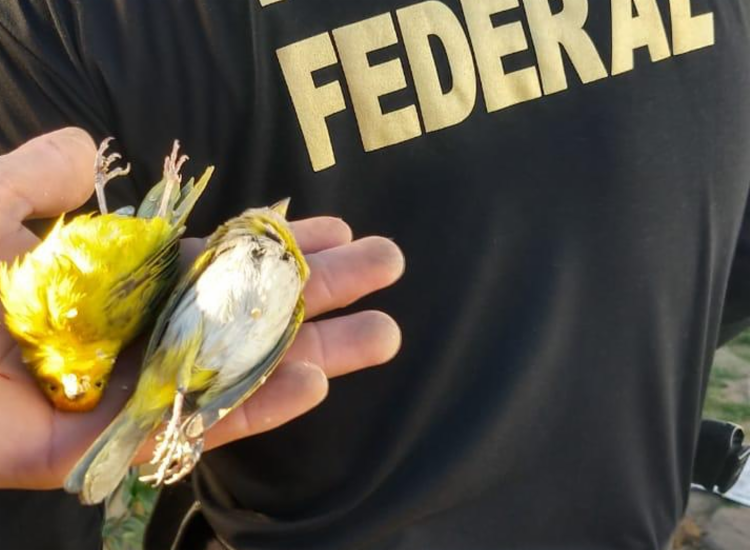 PF deflagra operação de combate ao tráfico de pássaros silvestres no sudoeste baiano