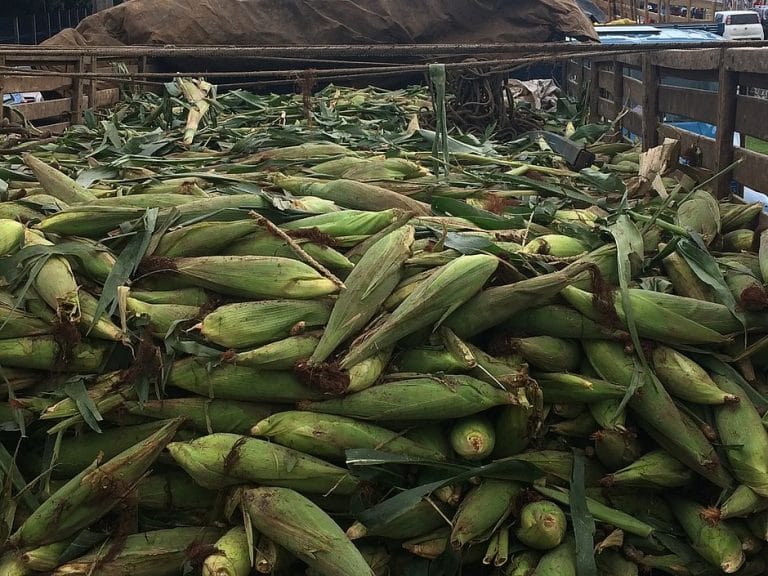 Volume de chuvas acima da média leva Bahia a safra recorde de milho