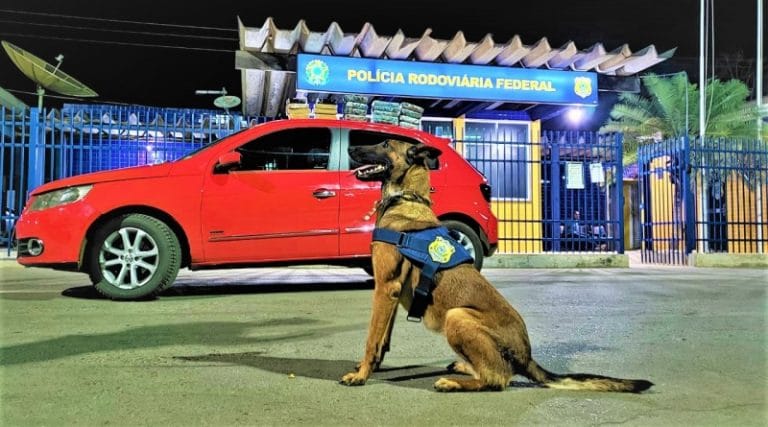 PRF nova cadela para ajudar na busca por materiais ilícitos na Bahia