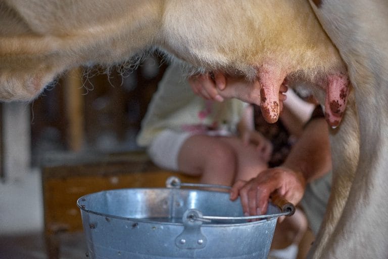 Seminário da Cadeia Produtiva do Leite de Guanambi será nesta sexta-feira