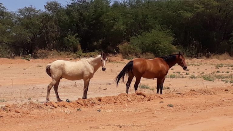 Smtran recolhe animais soltos em via pública de Guanambi
