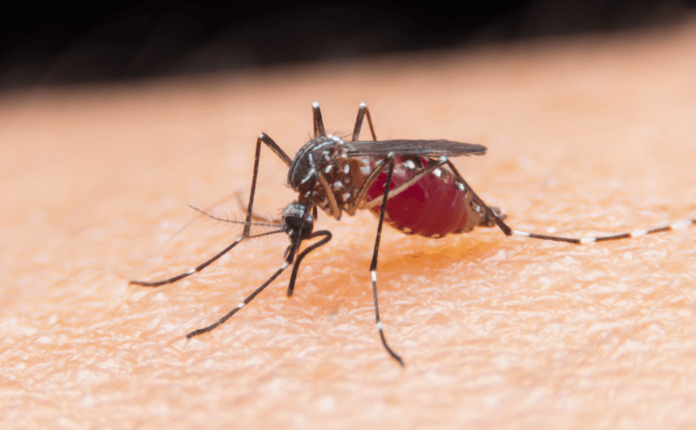 Dengue Aedes aegypti