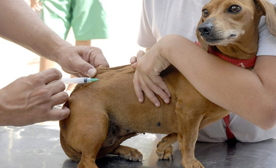 Guanambi inicia campanha de vacinação de cães e gatos contra a raiva