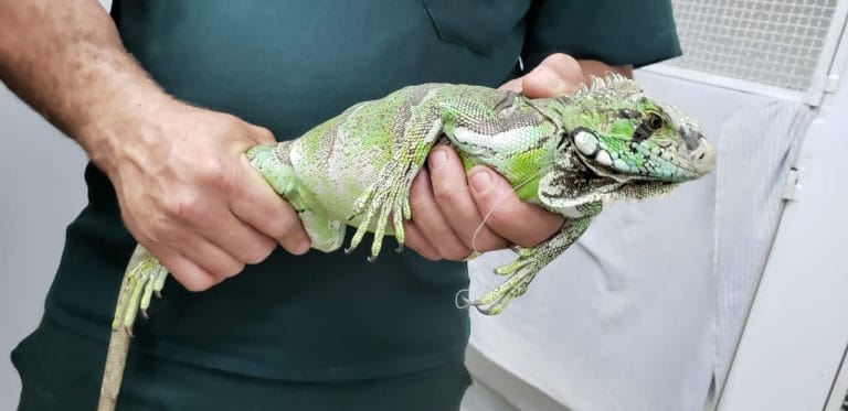 Homem é flagrado transportando 40 iguanas em situação de maus-tratos na Bahia