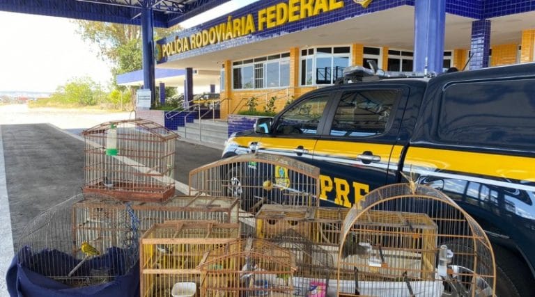 PRF resgata aves silvestres mantidas em cativeiro irregularmente em Vitória da Conquista