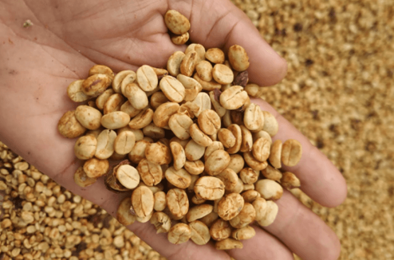 Café de cooperativa da Chapada Diamantina é selecionado em principal concurso de café do mundo
