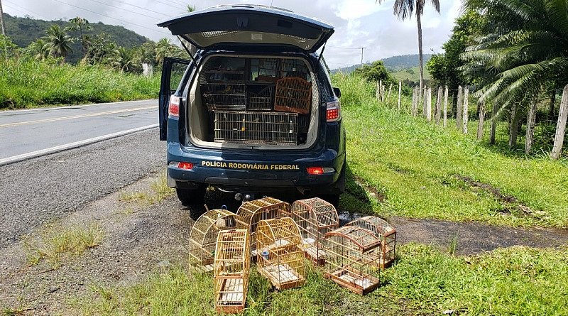 Polícia resgata 50 aves silvestres nas estradas federais da Bahia