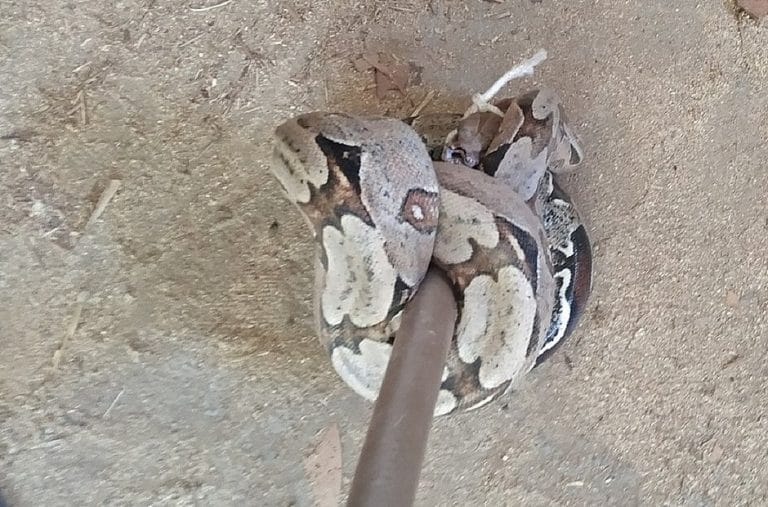 Jiboia é encontrada no quintal de uma casa em Ibotirama