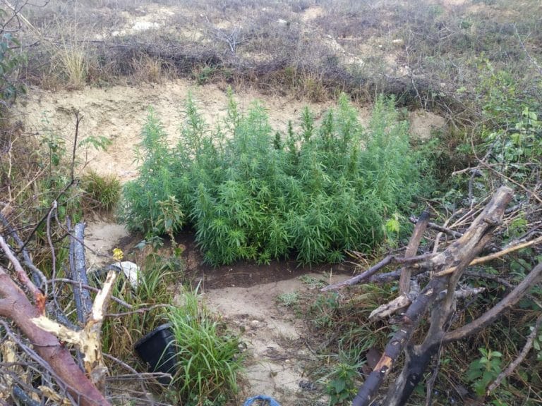 Polícia encontra plantação de maconha na zona rural de Vitória da Conquista