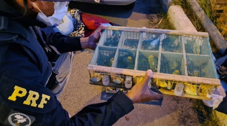 PRF resgata galos e pássaros silvestres em situação de maus-tratos na BR-116 em Jequié