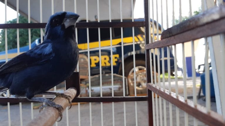 PRF resgatou 500 animais silvestres durante operação em rodovias baianas