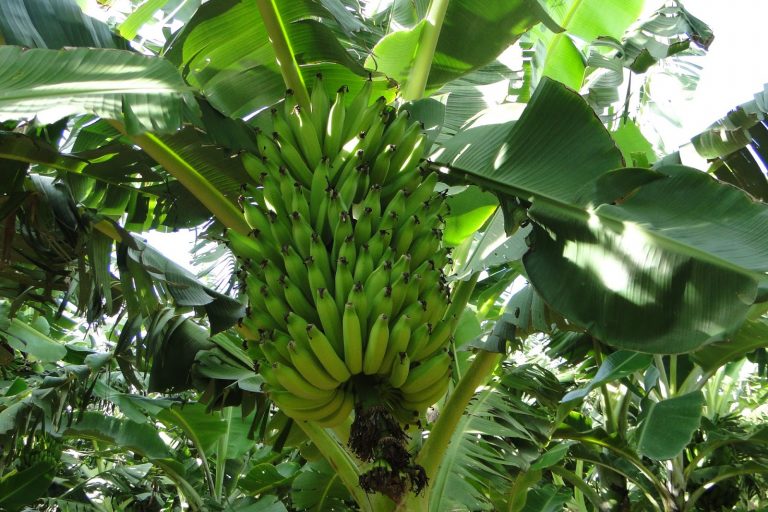 Epamig e IF Baiano Campus Guanambi testam variedades de bananas com maior resistência a doenças
