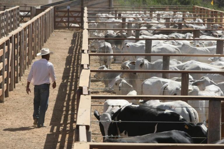 Bahia inicia 2ª etapa de vacinação contra a Febre Aftosa neste domingo
