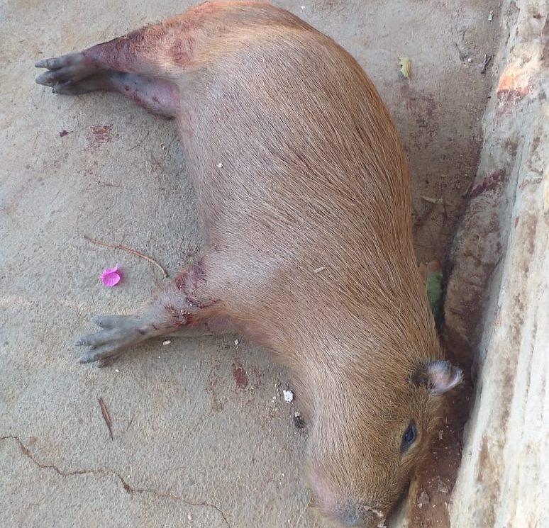 Capivara morre após ser atacada por cães próximo a lagoa em Guanambi