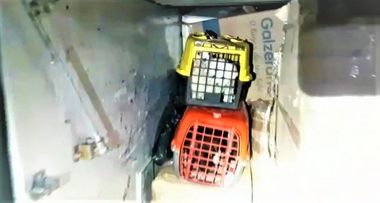 Barreiras: PRF resgata 14 filhotes em situação de maus tratos, transportados em bagageiro de ônibus