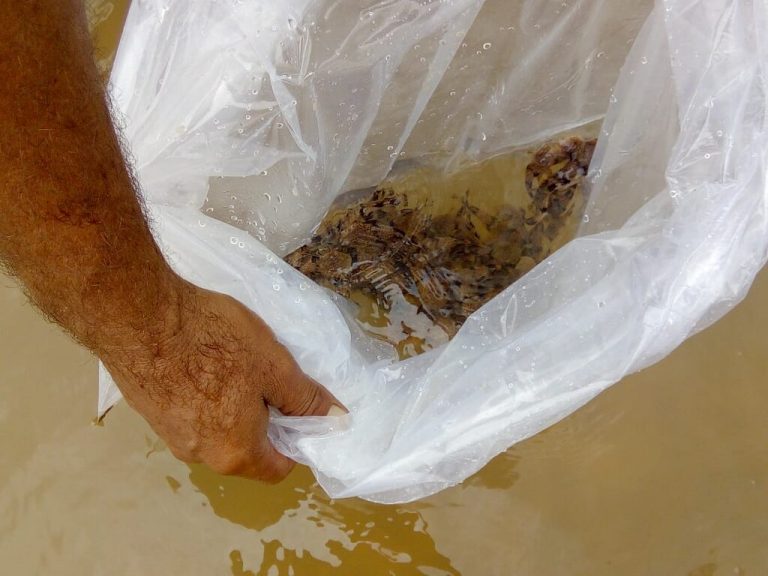 Codevasf vai soltar mais de 500 mil alevinos em lagos e rios da Bacia do Rio São Francisco em Minas