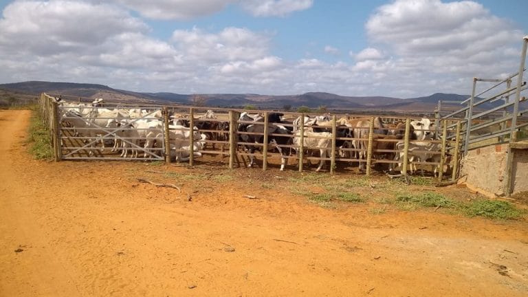 Com guia falsificada, caminhões com mais de 100 animais são apreendidos em Tanhaçu