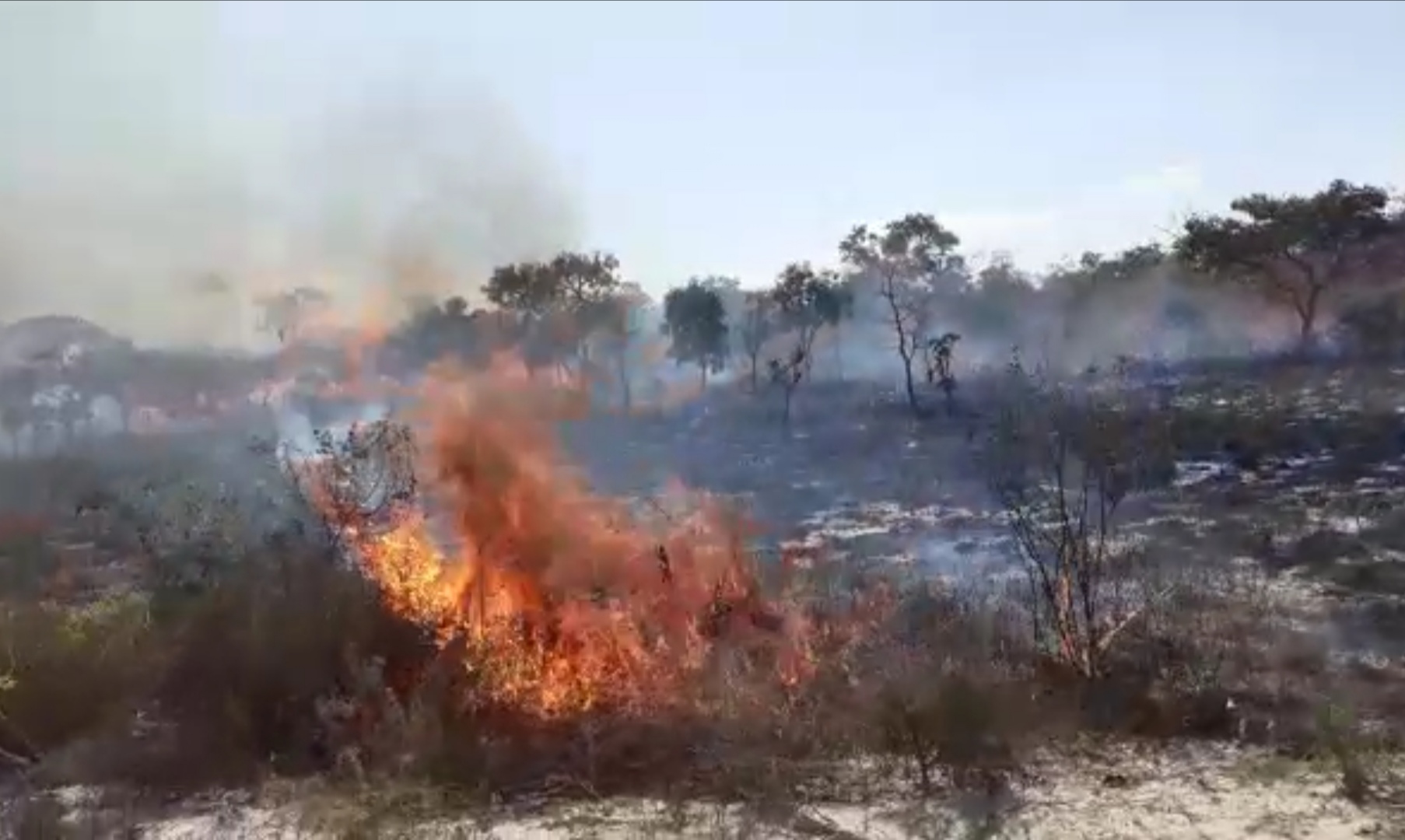 Incêndio já destruiu mais de 20% da vegetação de Parque Nacional na Bahia