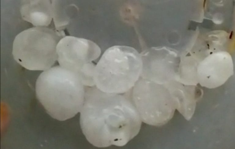 Chuva de granizo causa estragos em Luís Eduardo Magalhães