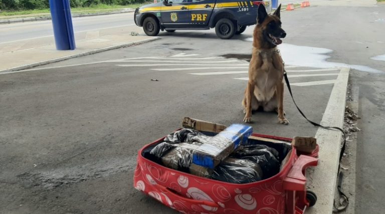PRF prende passageiros transportando quase 25 Kg de drogas em Vitória da Conquista