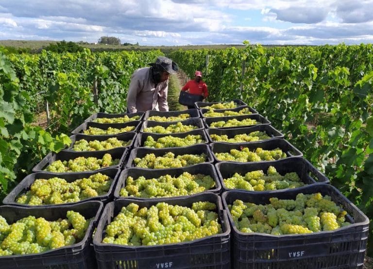 Vinho produzido na Chapada Diamantina ganha prêmio nacional