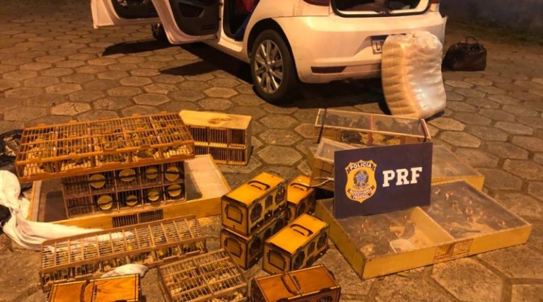 Traficantes de animais foram presos em Minas com 270 pássaros adquiridos em Vitória da conquista
