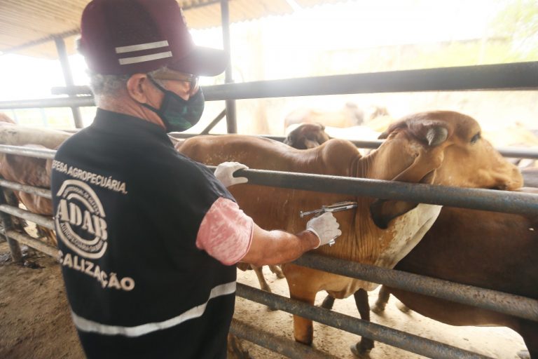 Bahia deve vacinar 3,5 milhões de animais contra a febre aftosa até o fim de novembro