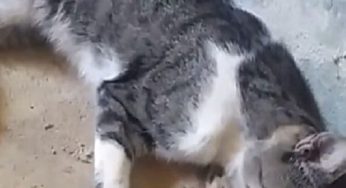 Cerca de 26 gatos morreram com suspeita de envenenamento em Brumado