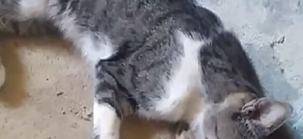 Cerca de 26 gatos morreram com suspeita de envenenamento em Brumado